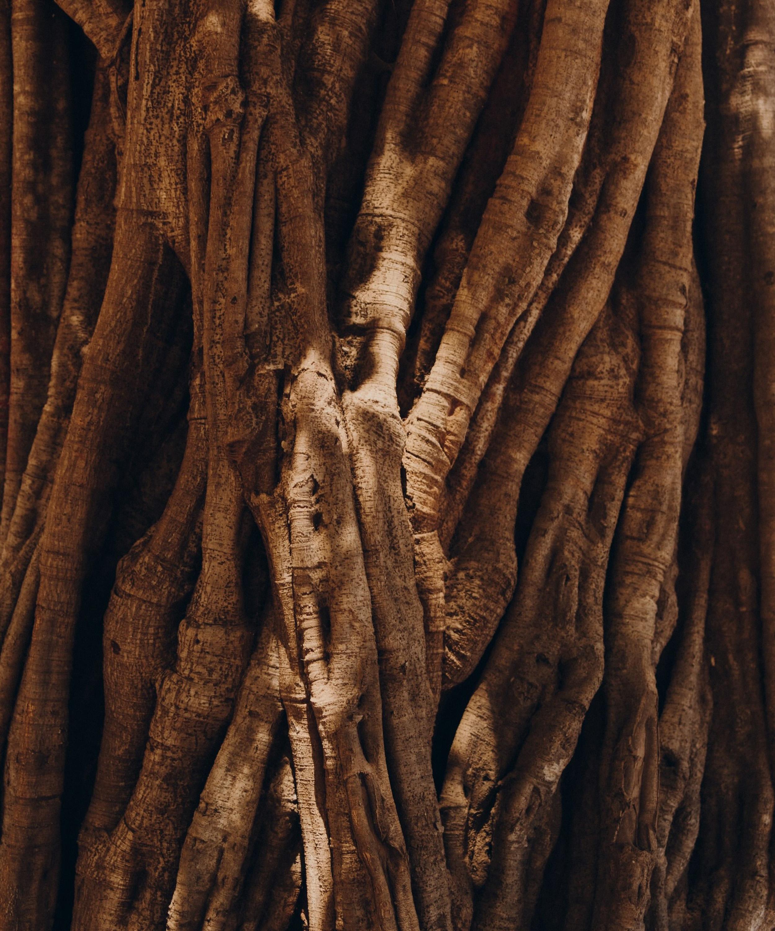 Maison Monravel - &Eacute;clat du Kerala Botanical Candle 240g image number 1