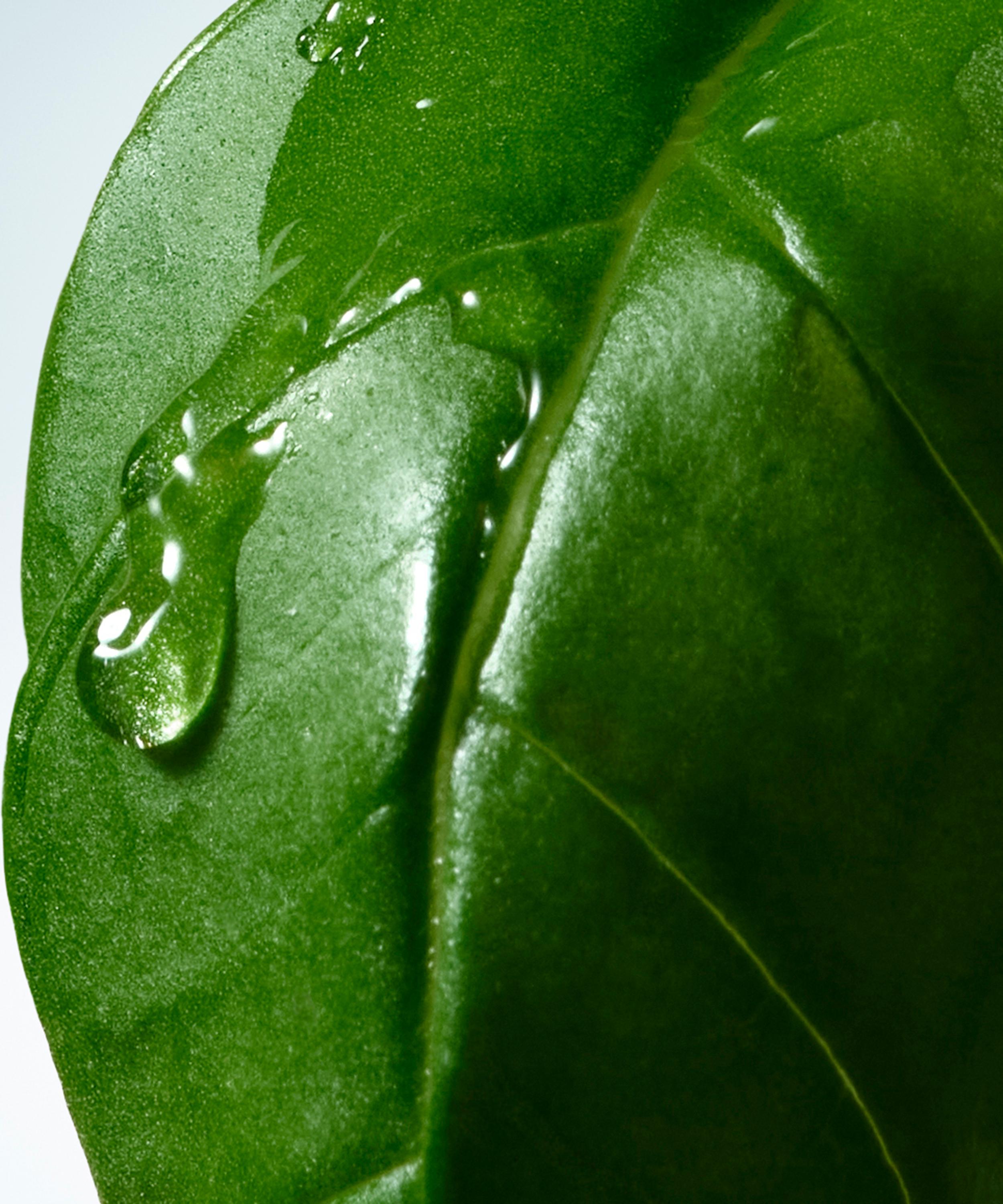 Dries Van Noten - Basil and Hinoki Liquid Soap Refill 400ml image number 2