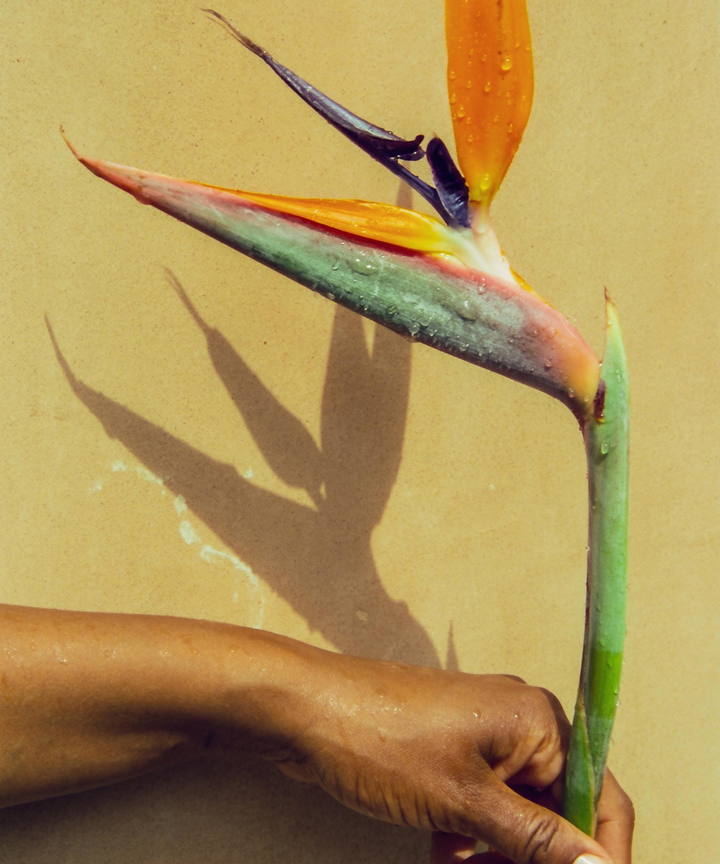 Maya Njie - Tropica Eau de Parfum 50ml image number 3