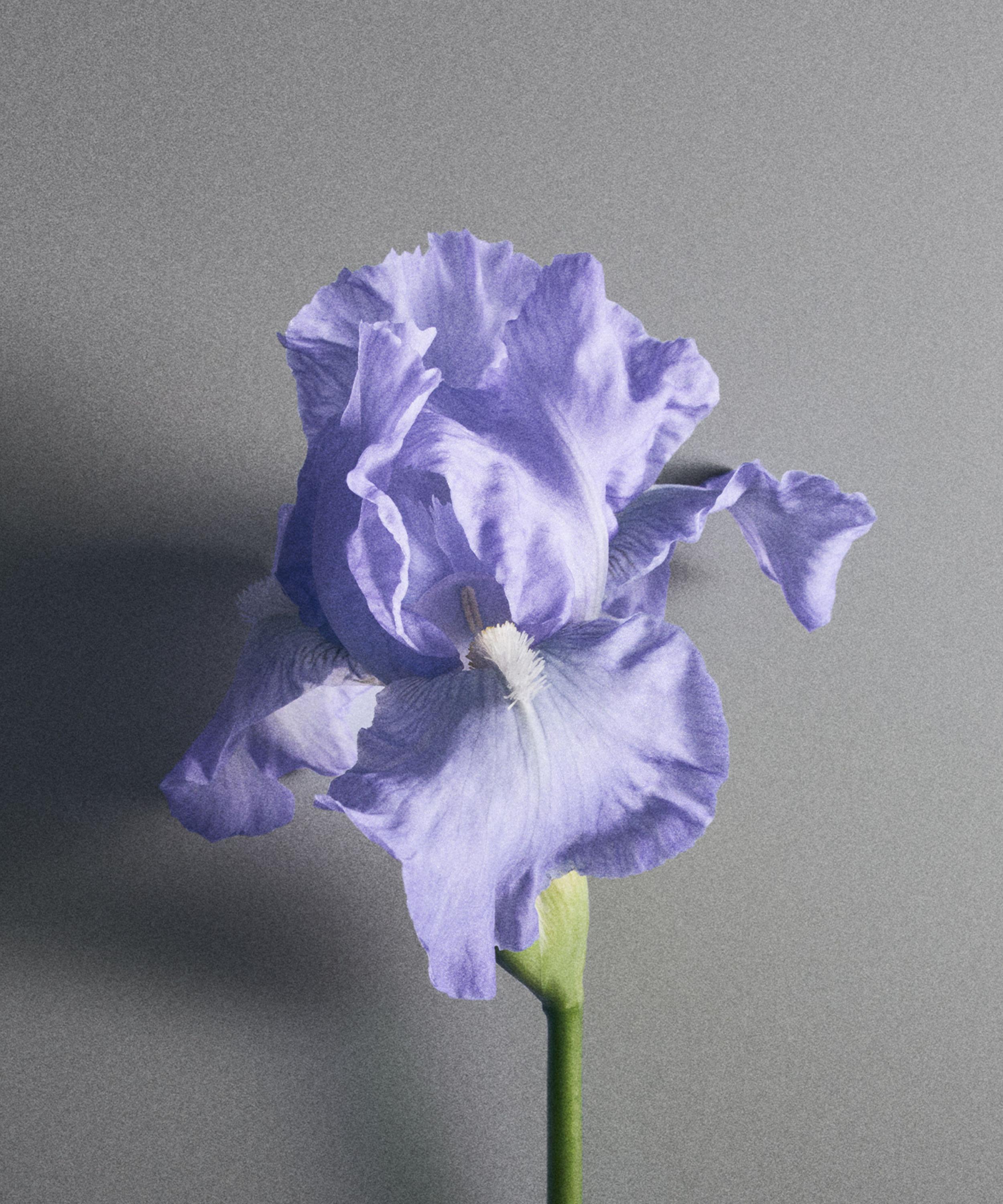 Creed - Iris Debonair Eau de Parfum 100ml image number 5