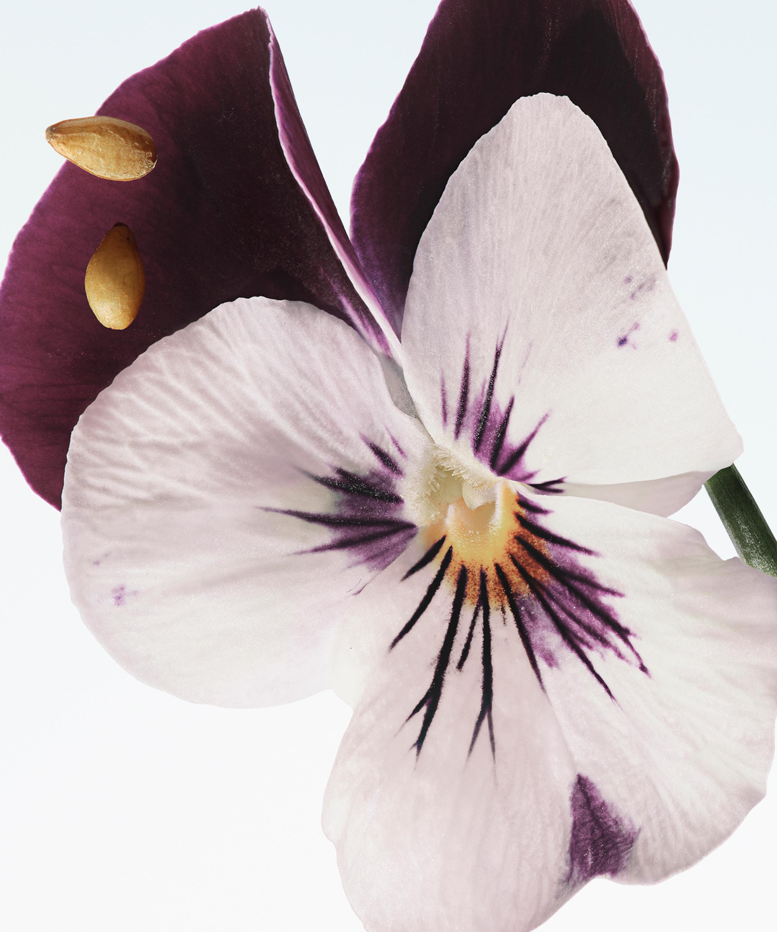 Dries Van Noten - Velvet Violet Eau de Parfum 100ml image number 1