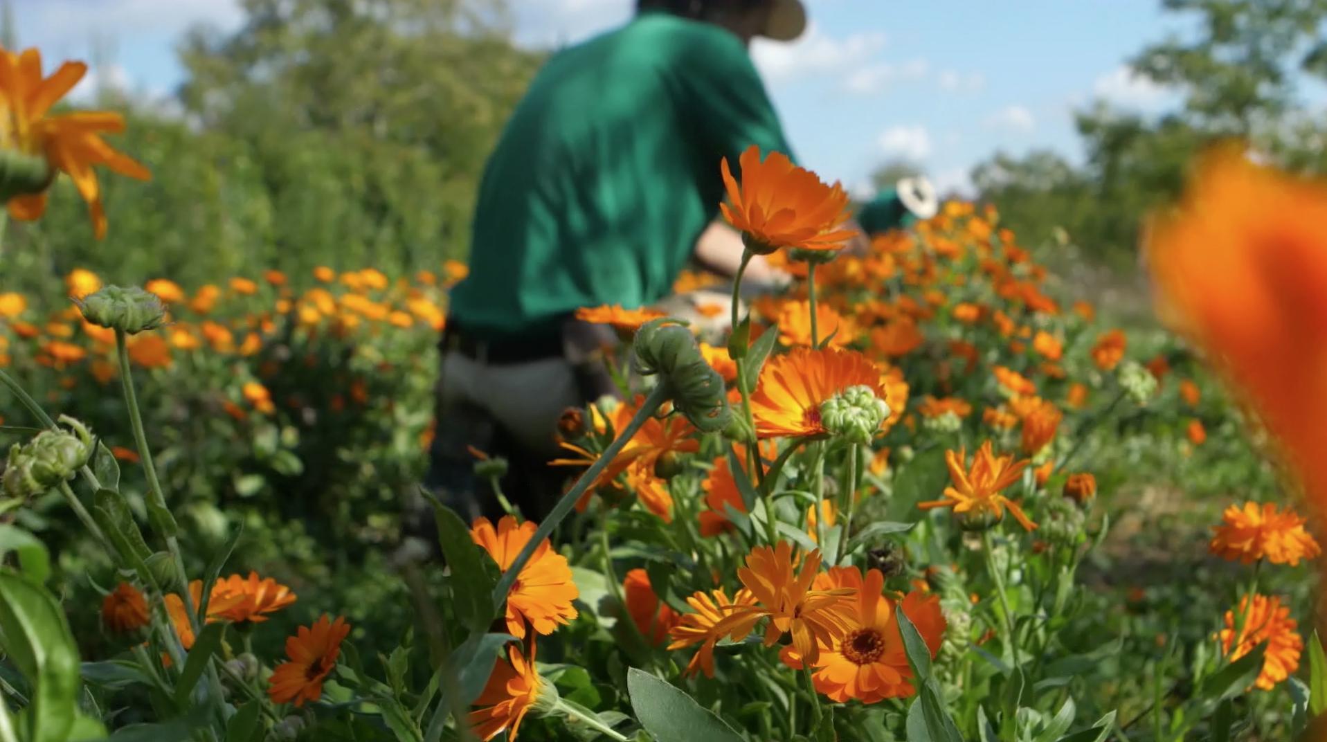 Field of flowers
