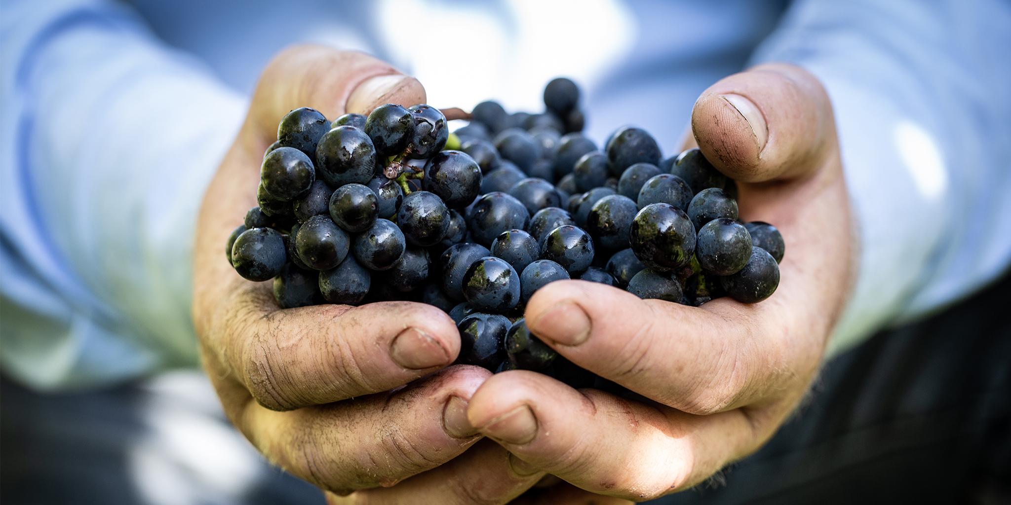 meet-the-producers-roebuck-estates