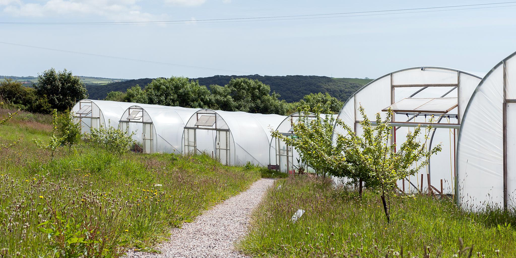 South Devon Chilli Farm