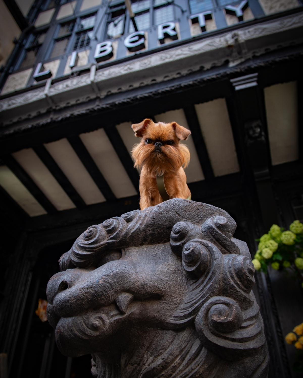 London Dog Grooming Company at Liberty