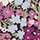 Thorpe Tana Lawn™ Cotton