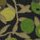 Wiltshire Berry Tana Lawn™ Cotton