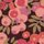 Wiltshire Berry Tana Lawn™ Cotton