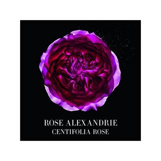 ARMANI  Privé Rose d'Alexandrie - Eau de Toilette 