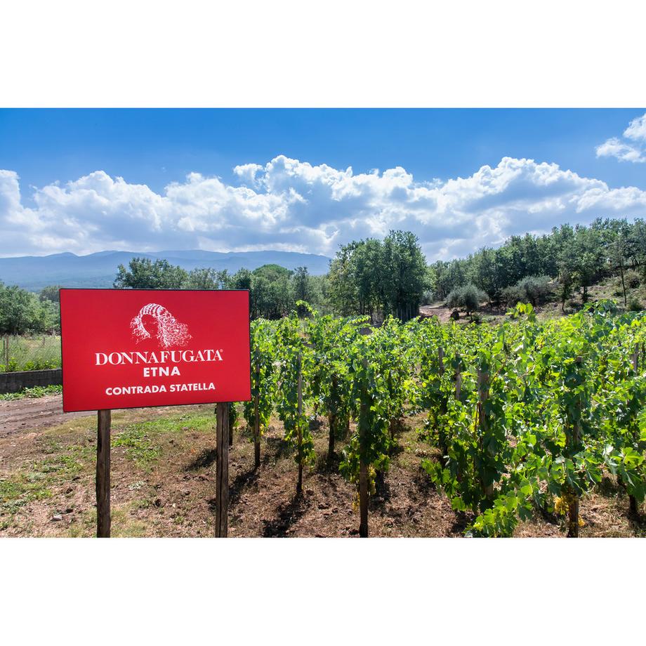 Donnafugata 2019, Fragore, Contrada Montelaguardia DOP  