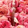 Fresh ROSE Rose Deep Hydration Toner To Go 