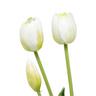 EDG Fiore artificiale Tulipani 