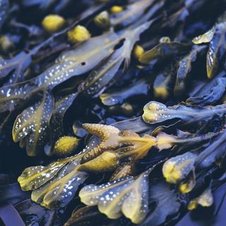 RAUSCH Meerestang Shampooing Anti-Gras Au Varech Vésiculeux 