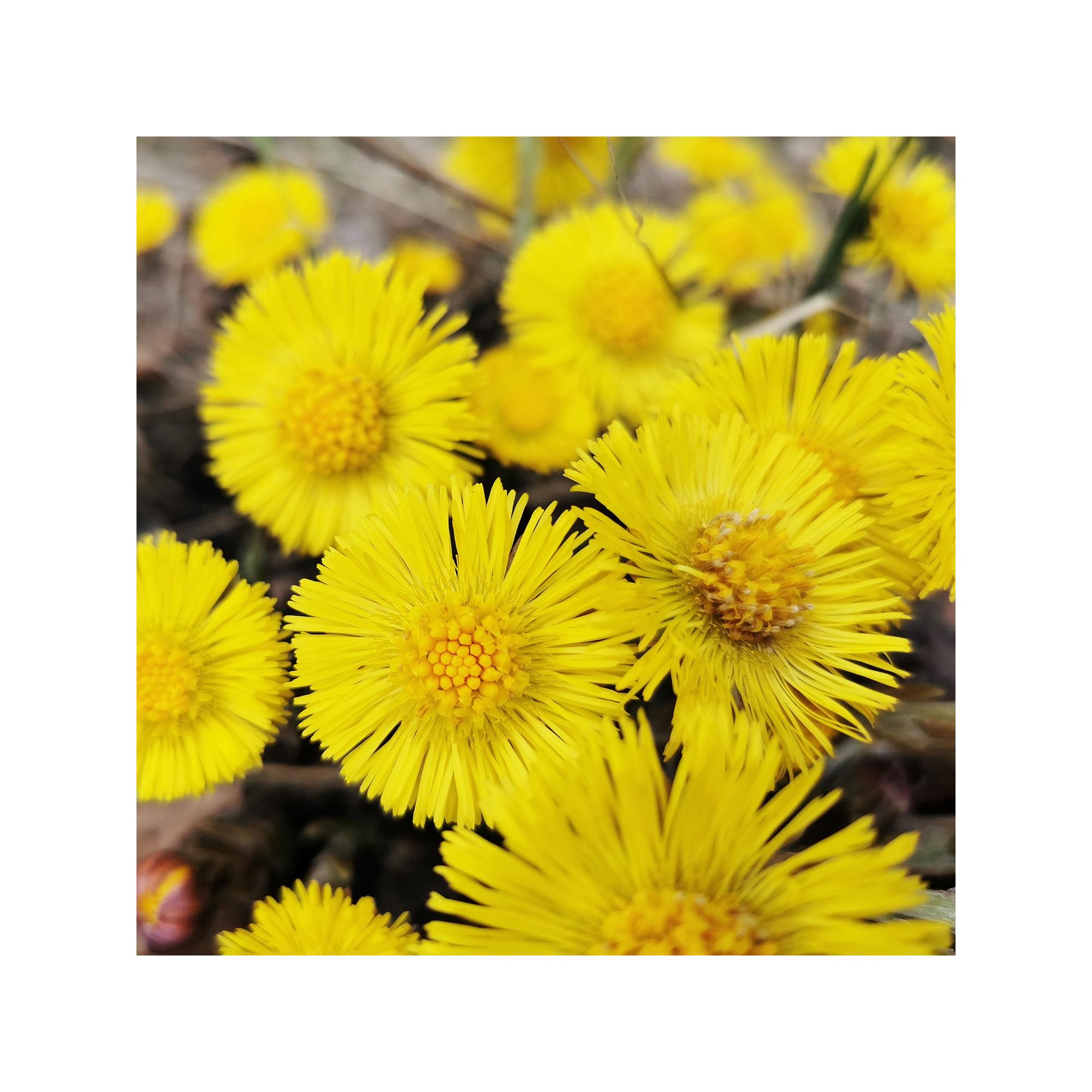 RAUSCH Tussilage  Baume antipelliculaire 