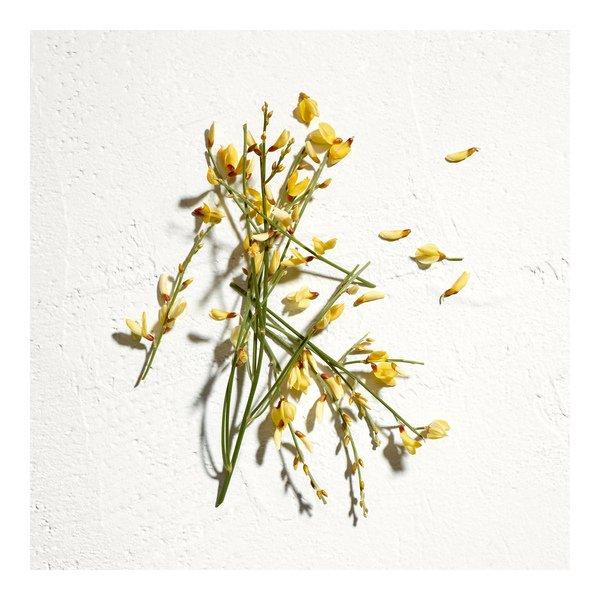 JIL SANDER Sun Eau de Parfum Natural Spray Vaporisateur  