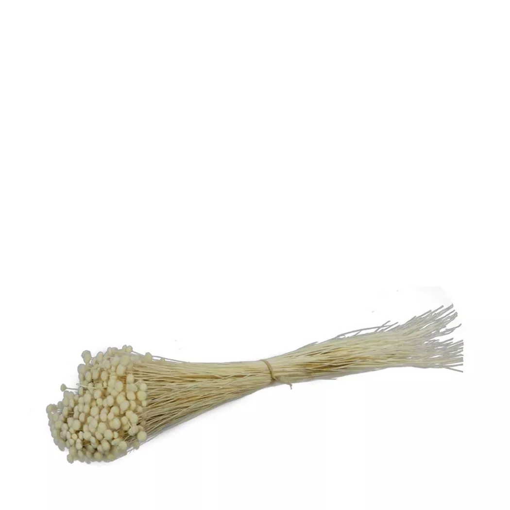 Manor - Trockenblume, 150g, Weiss