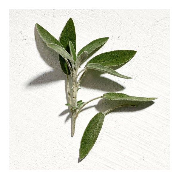 JIL SANDER SUN Parfum Men  