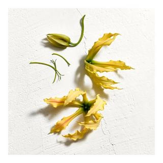 JIL SANDER SUN Parfum Women  