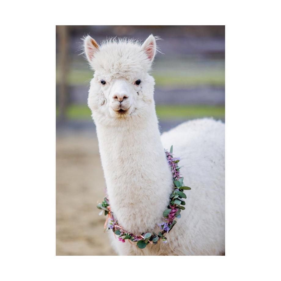 Ravensburger  Alpaca, 200 pezzi 