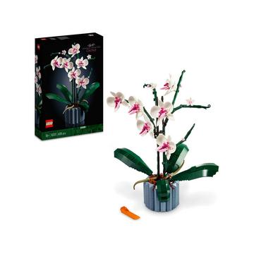 10311 Orchidee