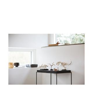 LEGO®  21320 Dinosaurier-Fossilien 