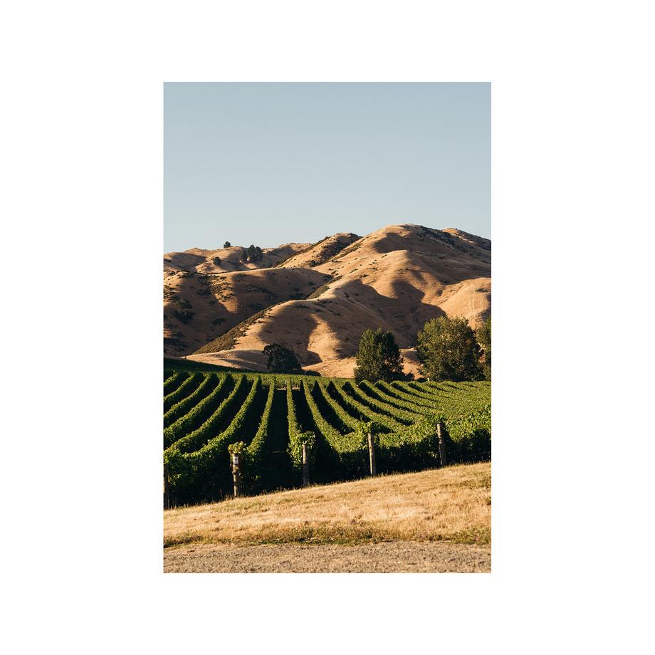 Cloudy Bay 2020, Sauvignon Blanc Te Koko, Malborough GI  
