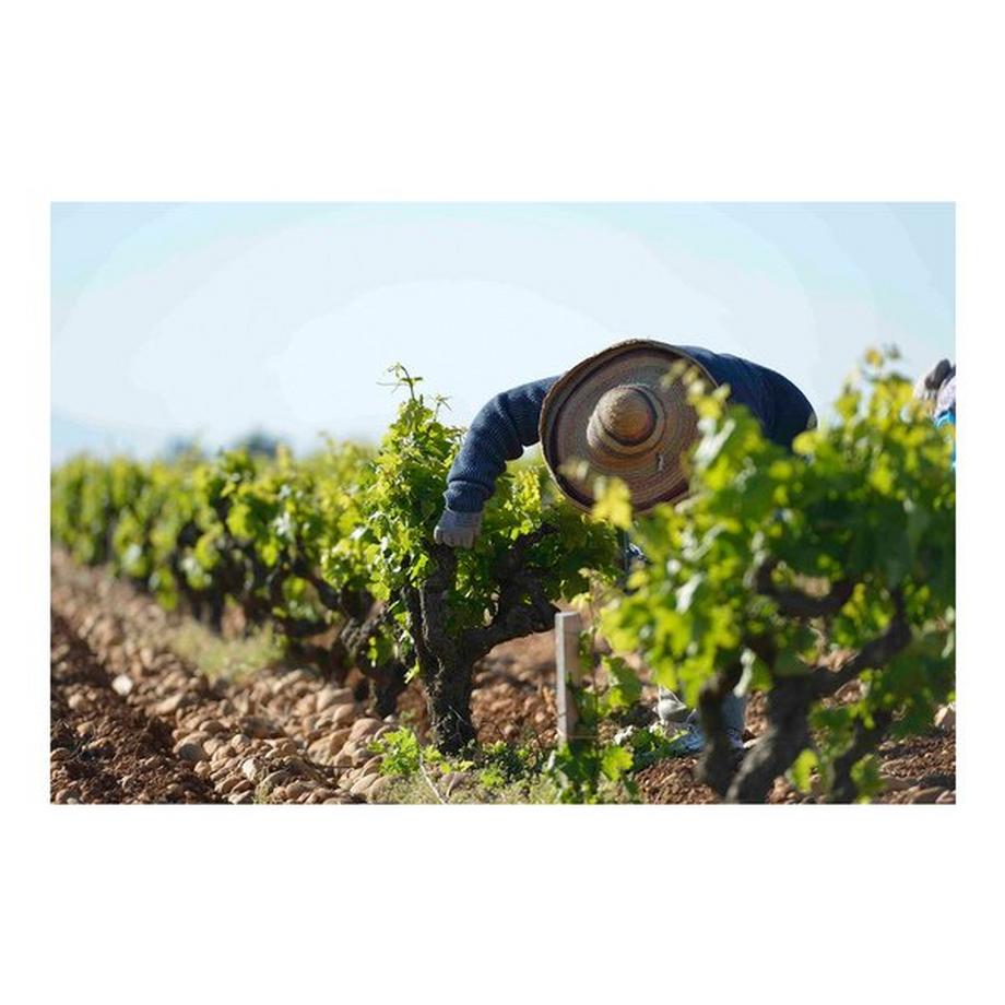 Famille Perrin 2023, Les Sinards Rouge, Châteauneuf-du-Pape AOP  