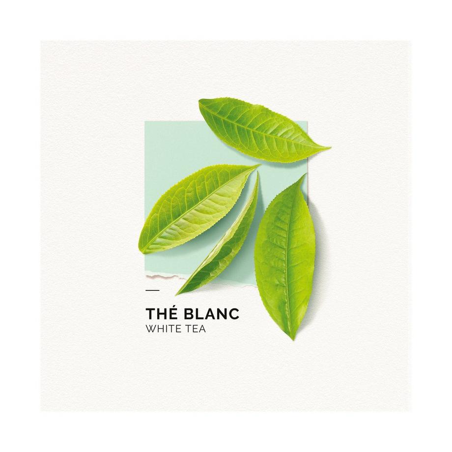 solinotes Thé Blanc  