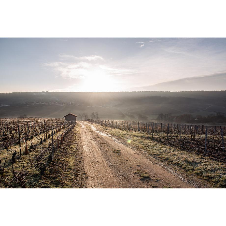 Tribaut Origine 8 Terroirs Brut, Champagne AOP  