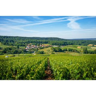 Tribaut Origine 8 Terroirs Brut, Champagne AOP  