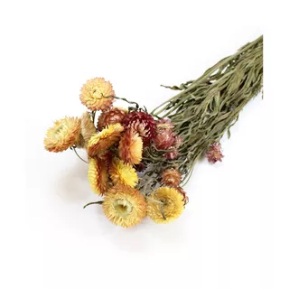 Artoz Trockenblumen  