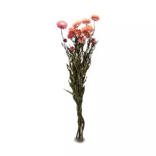 Artoz Fiori secchi  Fucsia