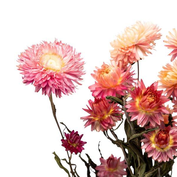 Artoz Fiori secchi  Fucsia