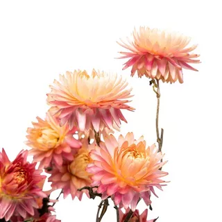 Artoz Fiori secchi  Fucsia