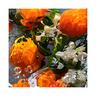Guerlain  Aqua Allegoria - Mandarine Basilic, Eau De Toilette 