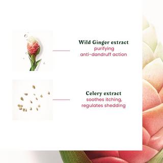 FURTERER Neopur  Shampoo antiforfora grassa  