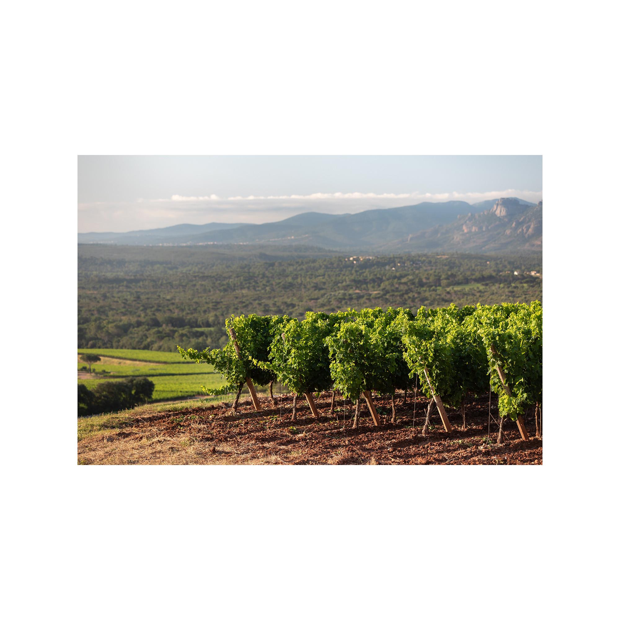 Château d'Esclans 2023, Château d’Esclans, Côtes de Provence AOP  