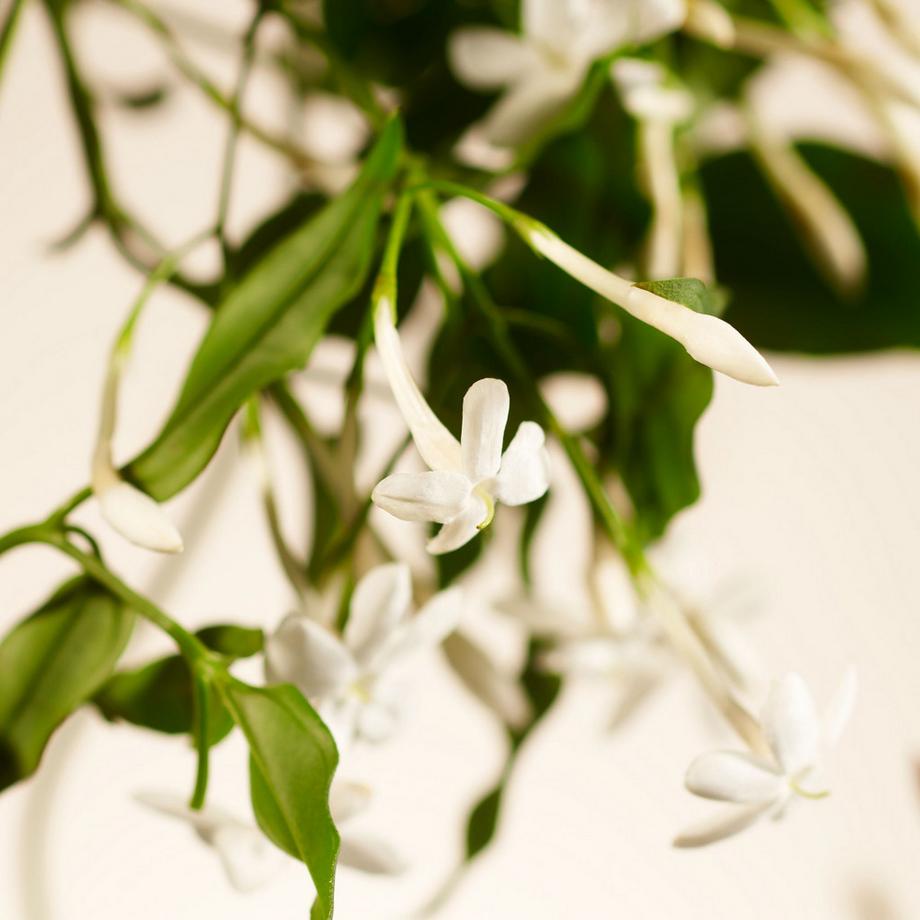 RITUALS Sweet Jasmine Scented Candle Home Table 