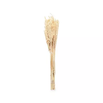 Fiori secchi