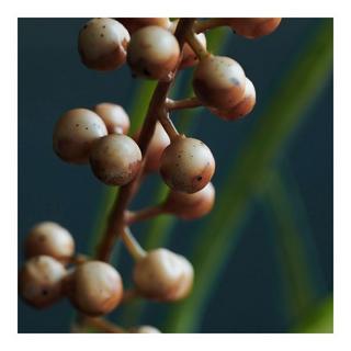 house doctor Kunstblume Buckthorn 