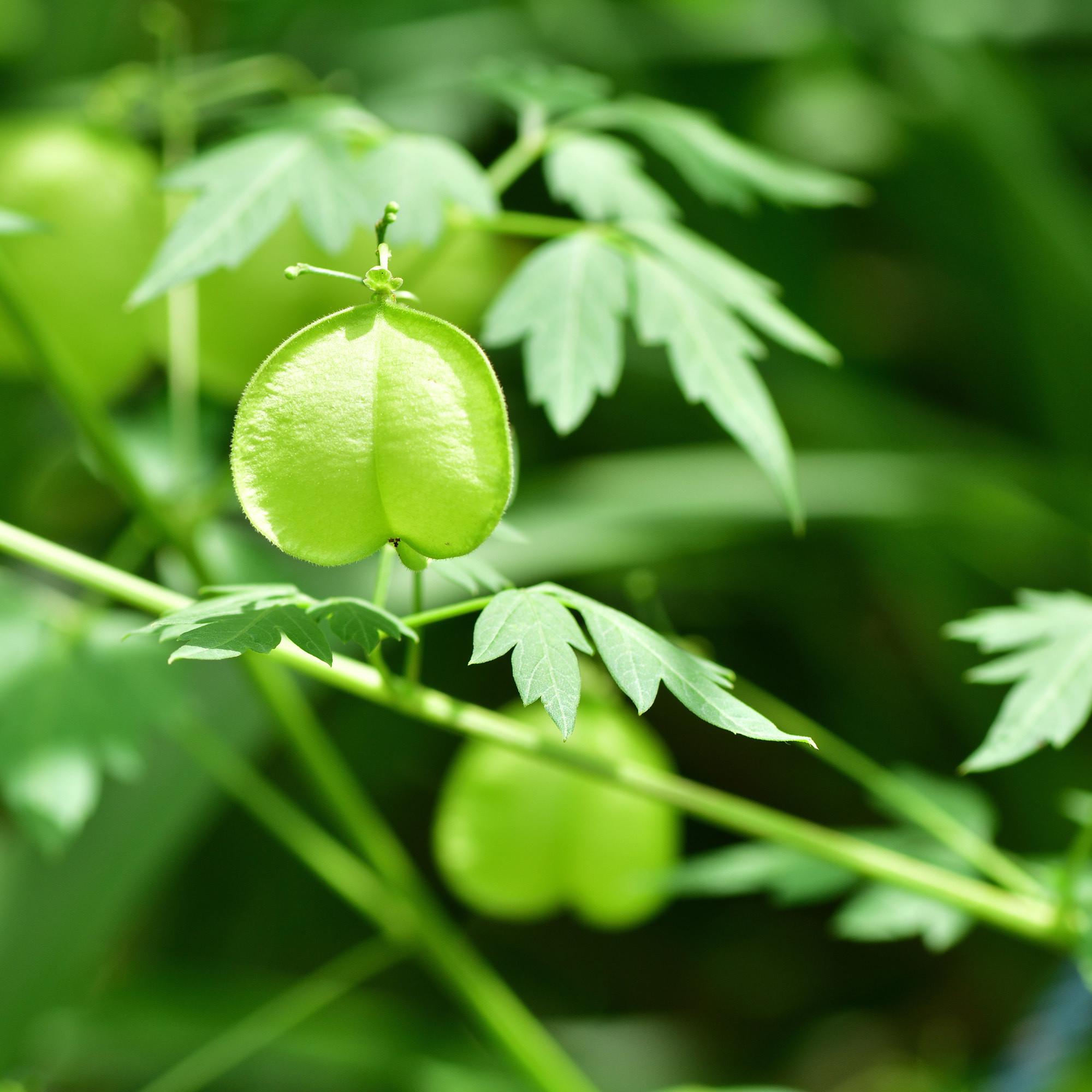 RAUSCH Herzsamen Sensitive-Kopfhaut-Serum   