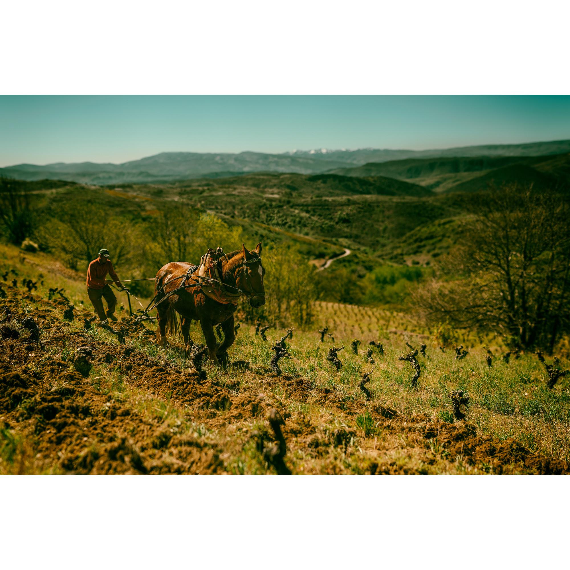 Raúl Pérez 2019, Kolor Mencia, Bierzo DO  