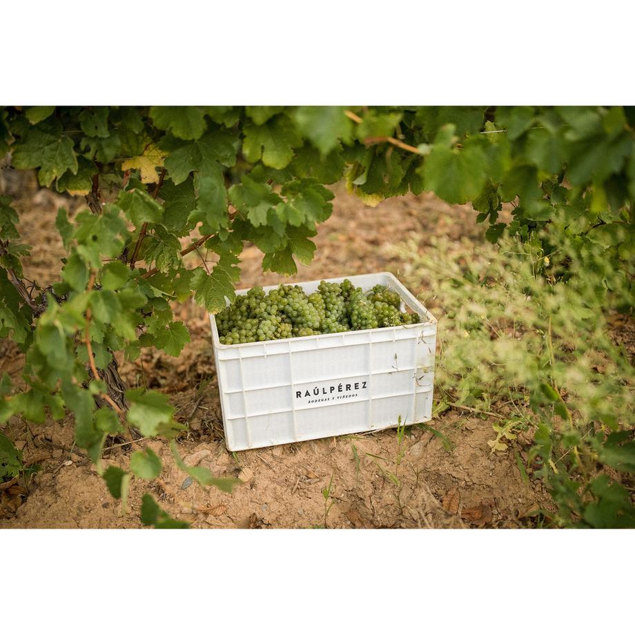 Raúl Pérez 2019, Kolor Mencia, Bierzo DO  