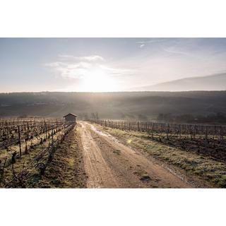 Tribaut Origine 8 Brut Champagne, Champagne AOP  