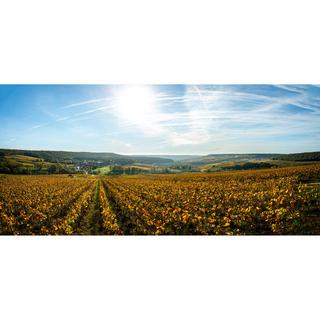 Tribaut Origine 8 Brut Champagne, Champagne AOP  