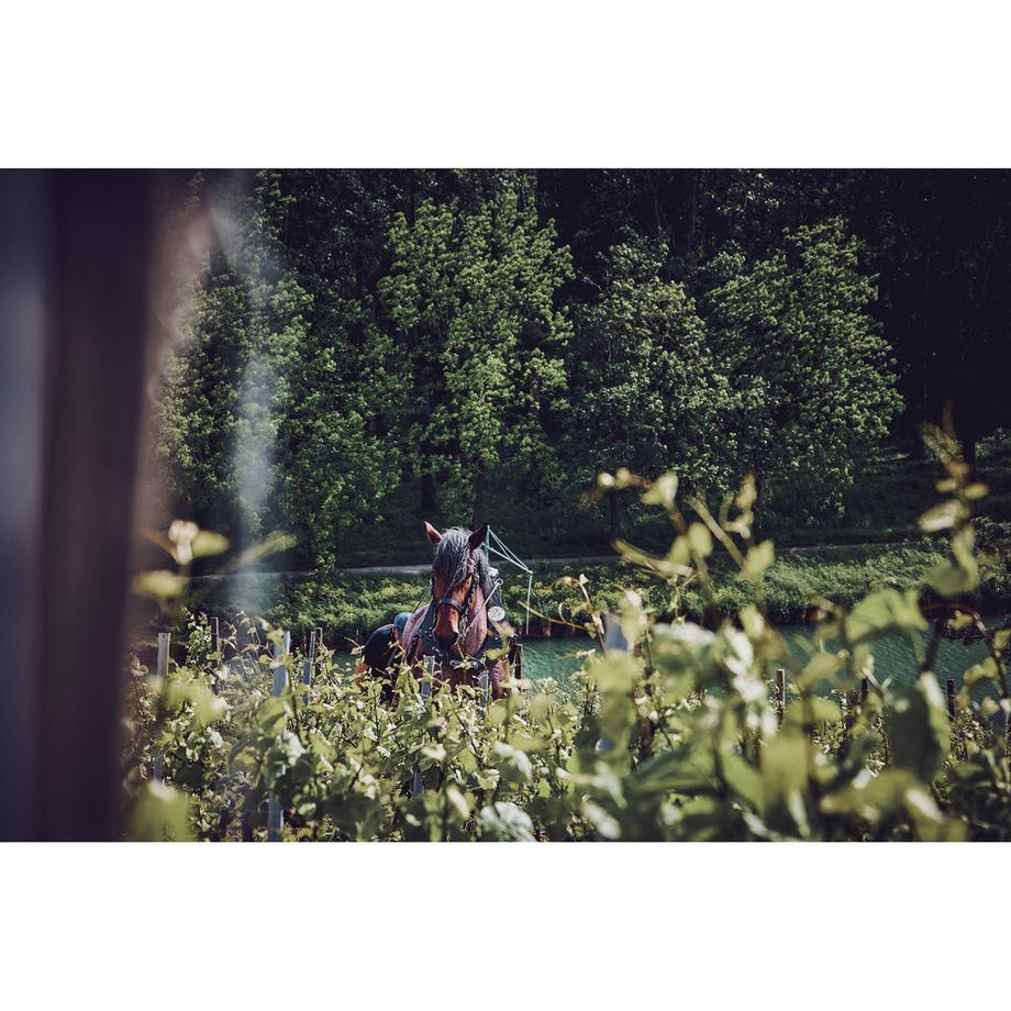 Philipponnat Rosé Royale Réserve  