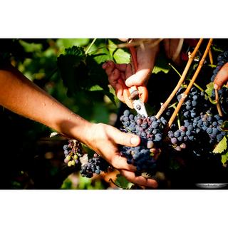 Philipponnat Rosé Royale Réserve  