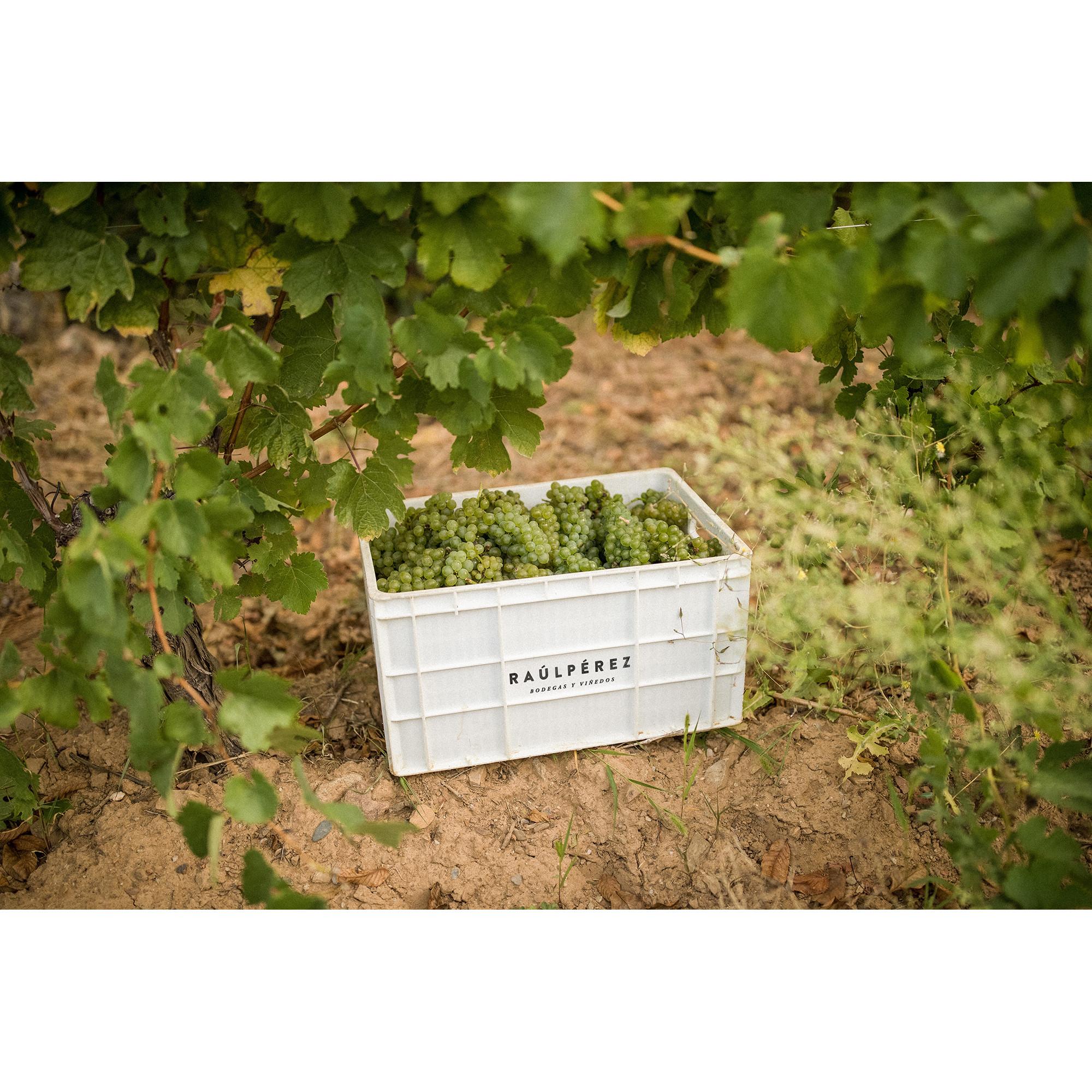 Raúl Pérez 2021, Ultreia St. Jacques, Bierzo DO  