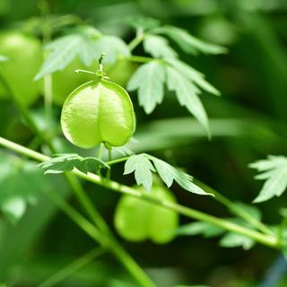 RAUSCH Herzsamen Sensitive-Conditioner  