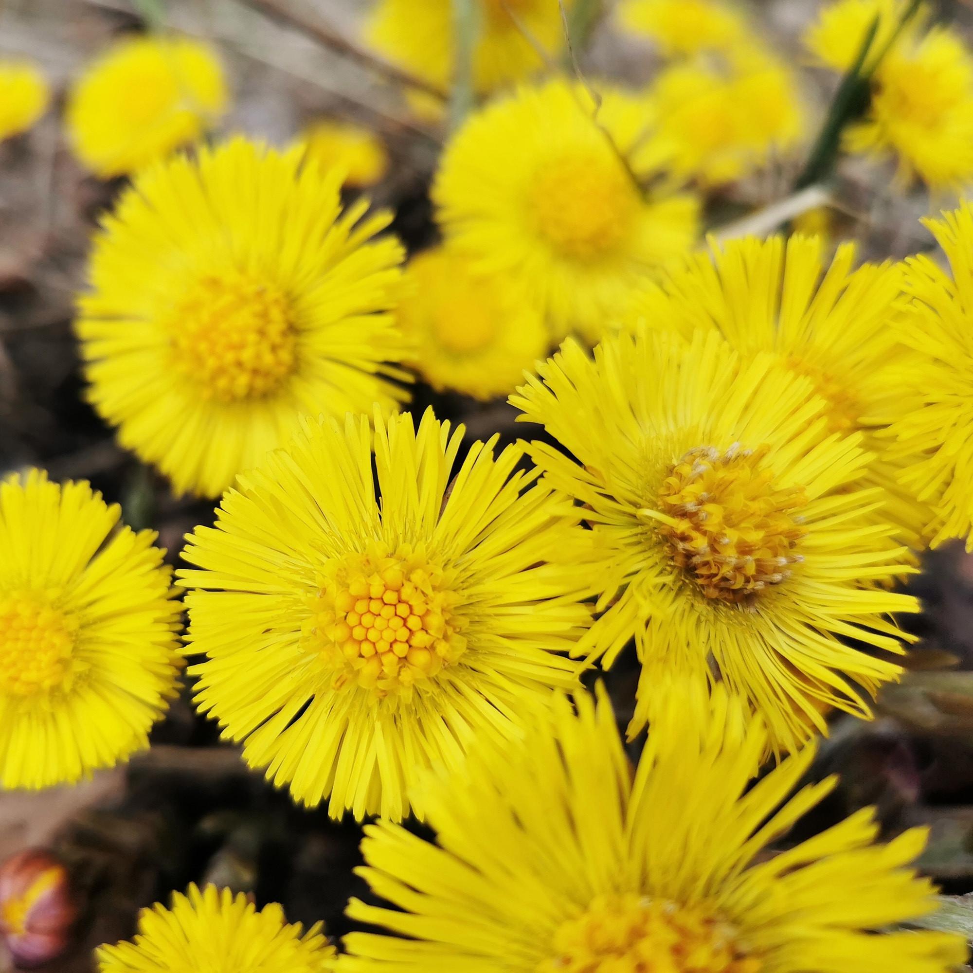 RAUSCH Huflattich Anti-Schuppen-Conditioner  